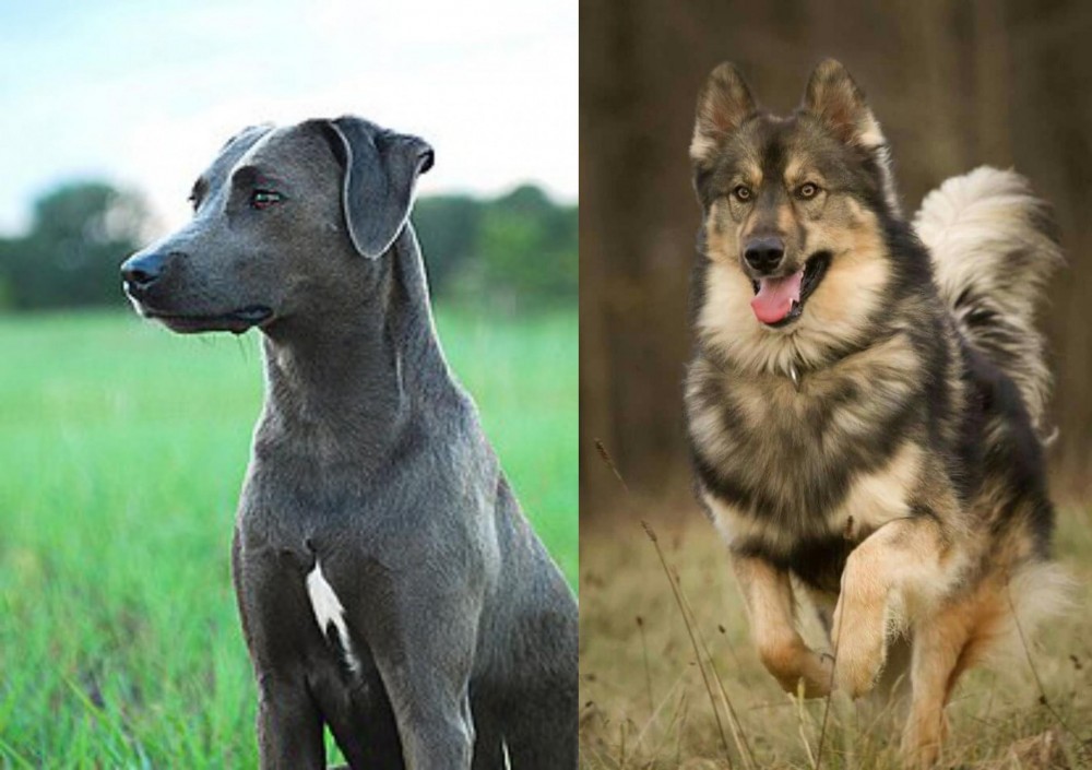 Native American Indian Dog vs Blue Lacy - Breed Comparison