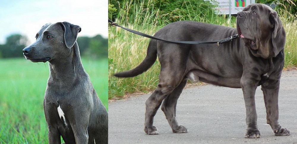 Neapolitan Mastiff vs Blue Lacy - Breed Comparison