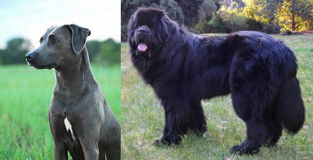 Newfoundland Dog vs Blue Lacy - Breed Comparison