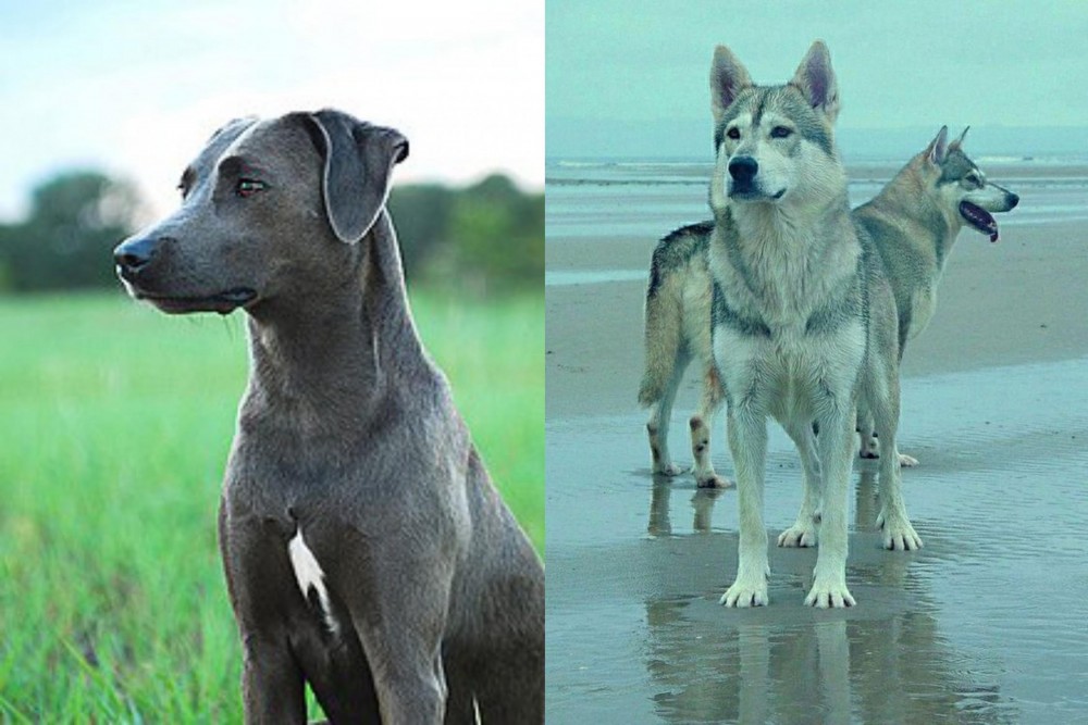 Northern Inuit Dog vs Blue Lacy - Breed Comparison
