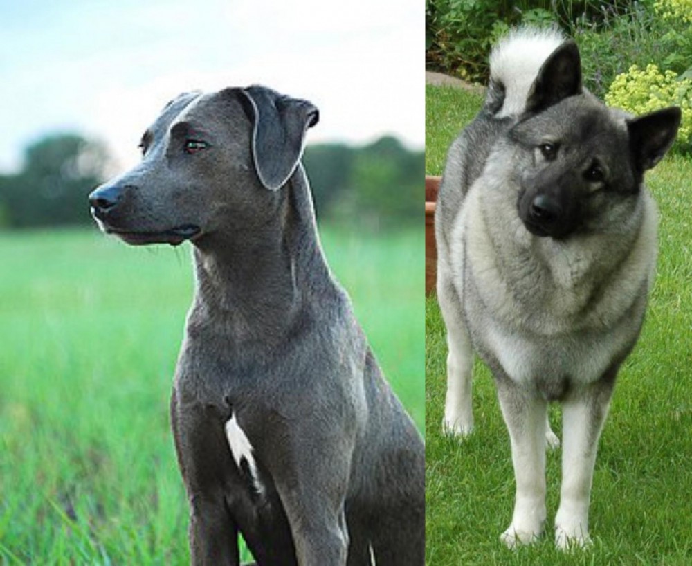 Norwegian Elkhound vs Blue Lacy - Breed Comparison