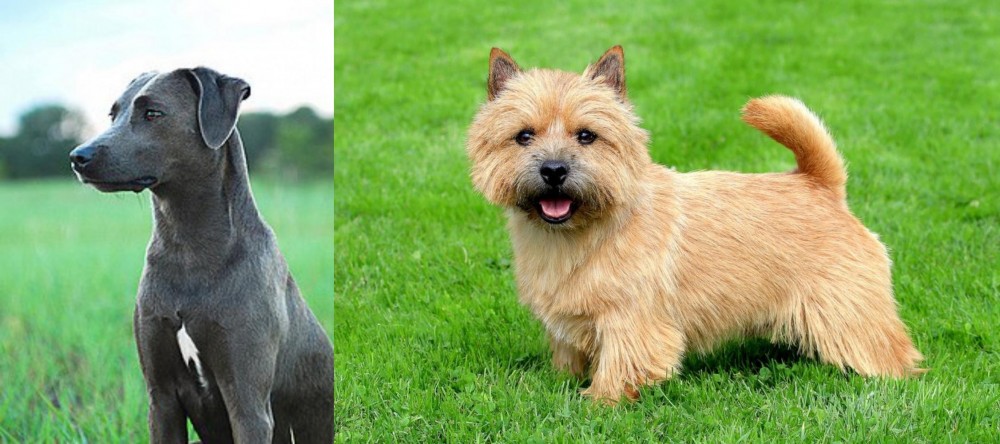Norwich Terrier vs Blue Lacy - Breed Comparison