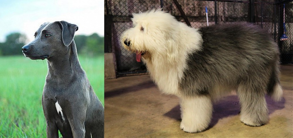 Old English Sheepdog vs Blue Lacy - Breed Comparison