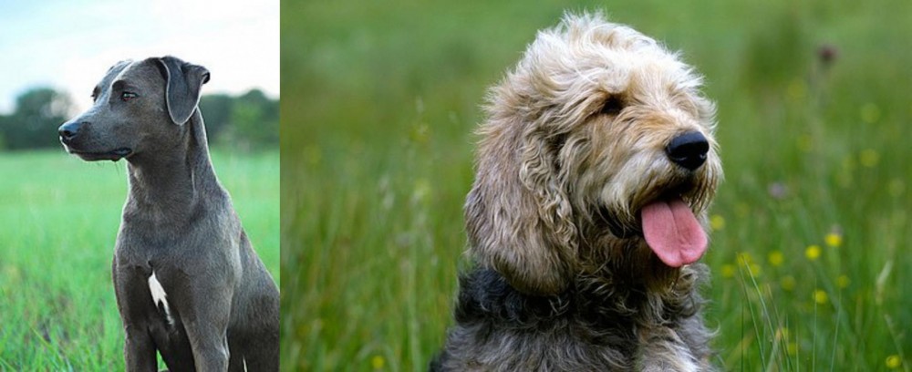 Otterhound vs Blue Lacy - Breed Comparison