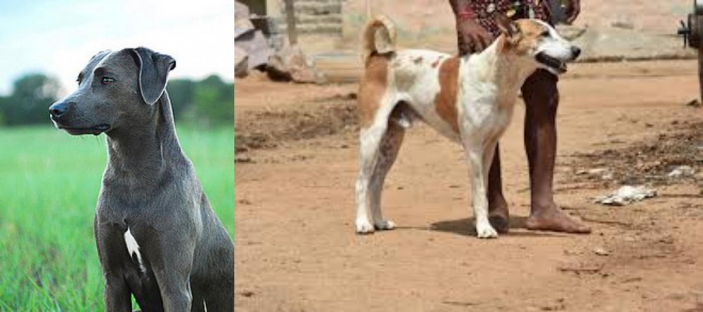 Pandikona vs Blue Lacy - Breed Comparison