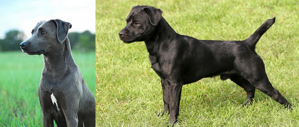 Patterdale Terrier vs Blue Lacy - Breed Comparison
