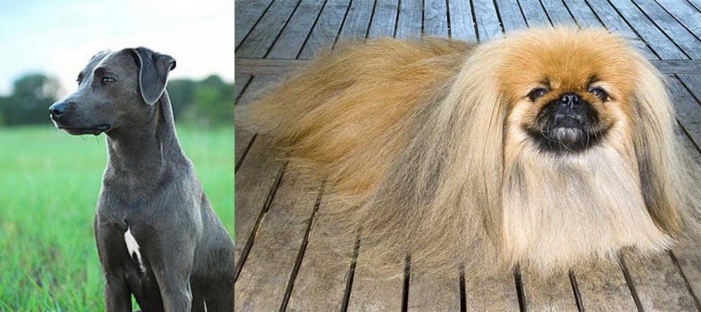 Pekingese vs Blue Lacy - Breed Comparison