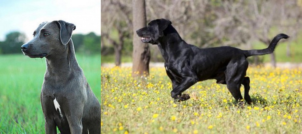 Perro de Pastor Mallorquin vs Blue Lacy - Breed Comparison