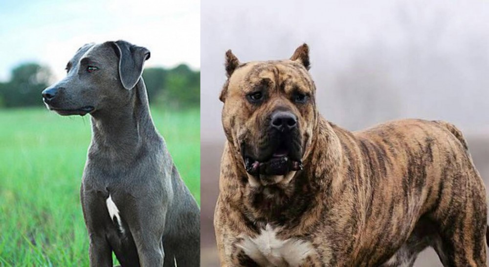 Perro de Presa Canario vs Blue Lacy - Breed Comparison