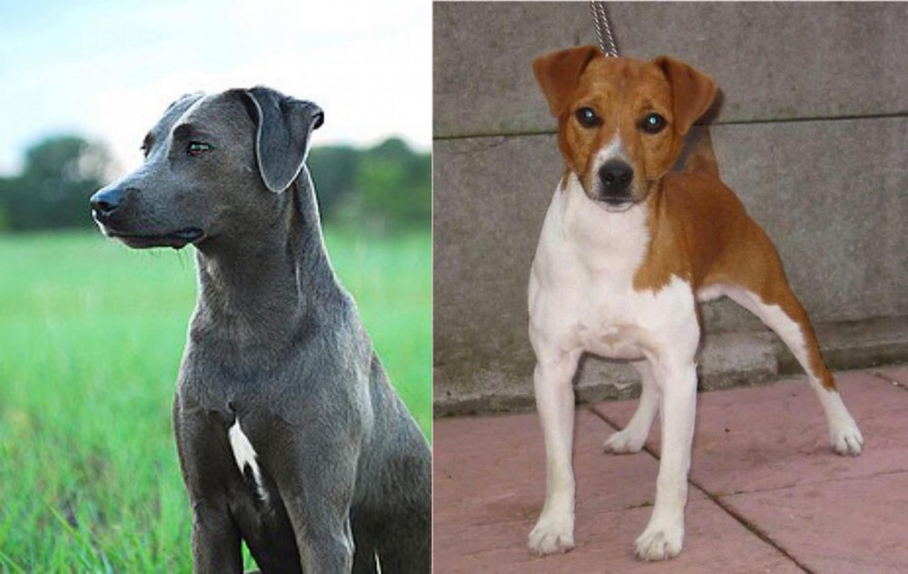Plummer Terrier vs Blue Lacy - Breed Comparison