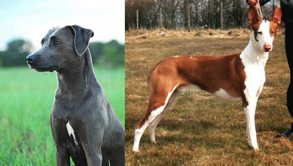 Podenco Canario vs Blue Lacy - Breed Comparison