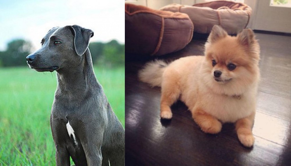 Pomeranian vs Blue Lacy - Breed Comparison