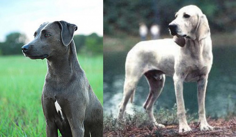 Porcelaine vs Blue Lacy - Breed Comparison