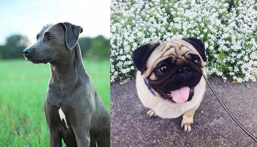 Pug vs Blue Lacy - Breed Comparison