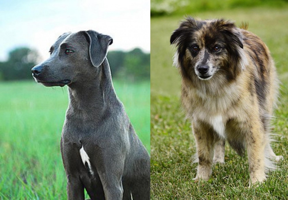 Pyrenean Shepherd vs Blue Lacy - Breed Comparison