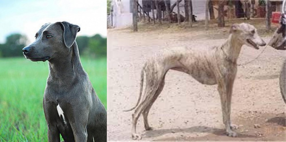 Rampur Greyhound vs Blue Lacy - Breed Comparison