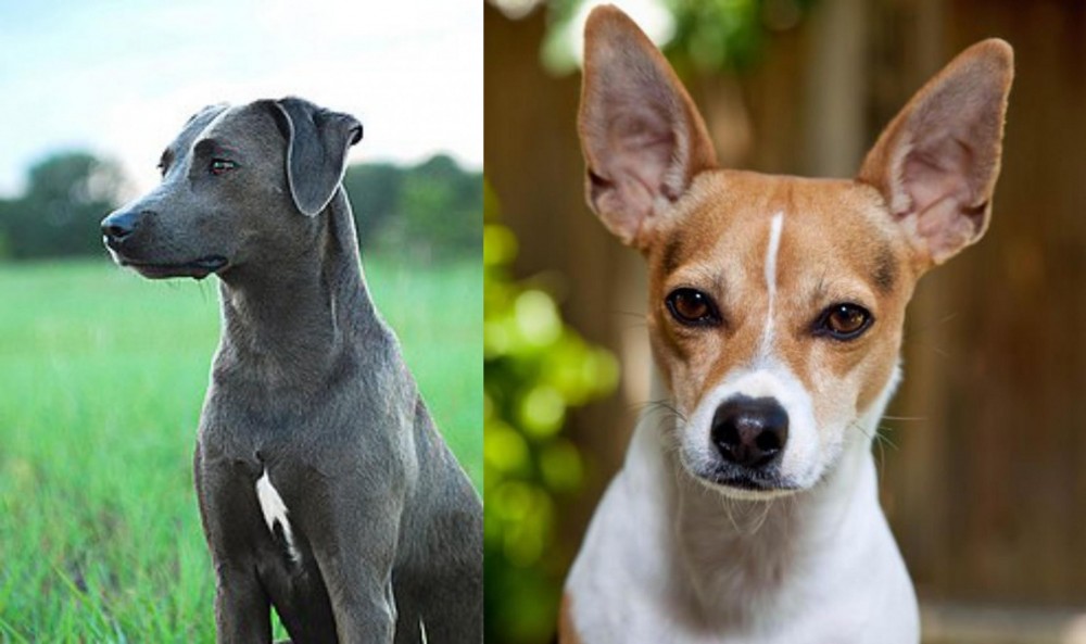 Rat Terrier vs Blue Lacy - Breed Comparison