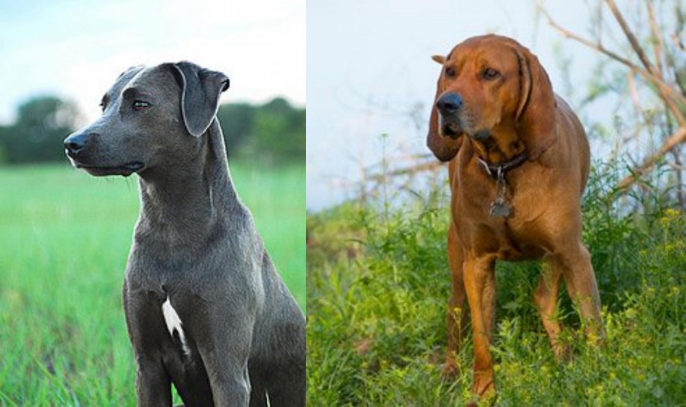 Redbone Coonhound vs Blue Lacy - Breed Comparison