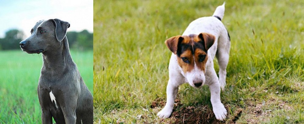 Russell Terrier vs Blue Lacy - Breed Comparison