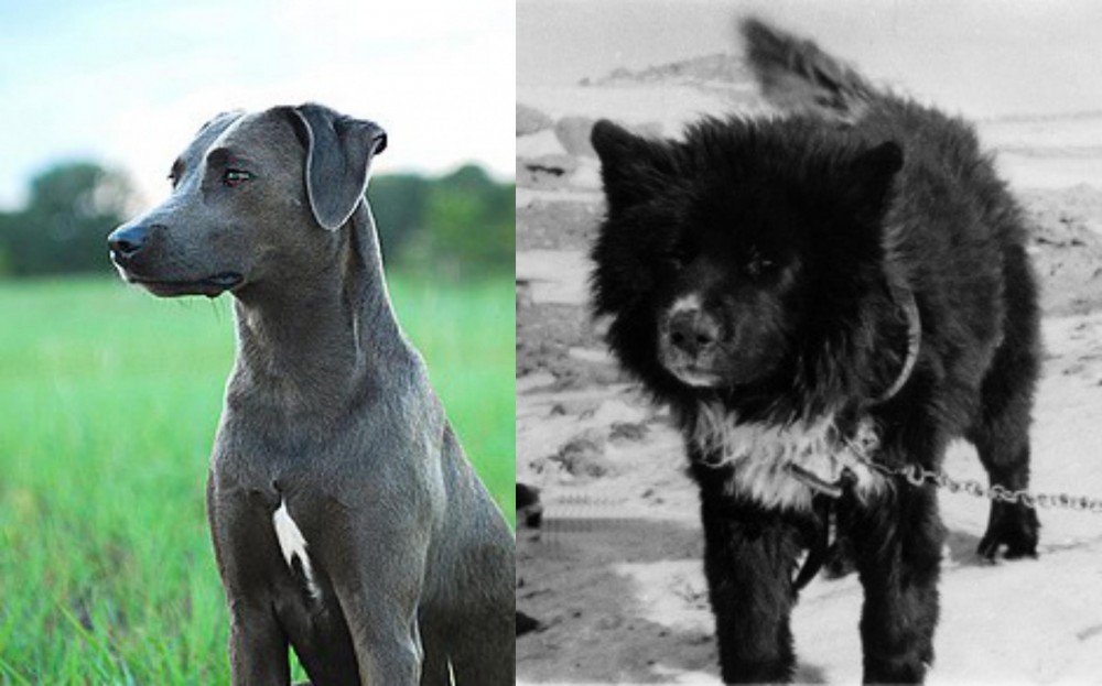Sakhalin Husky vs Blue Lacy - Breed Comparison