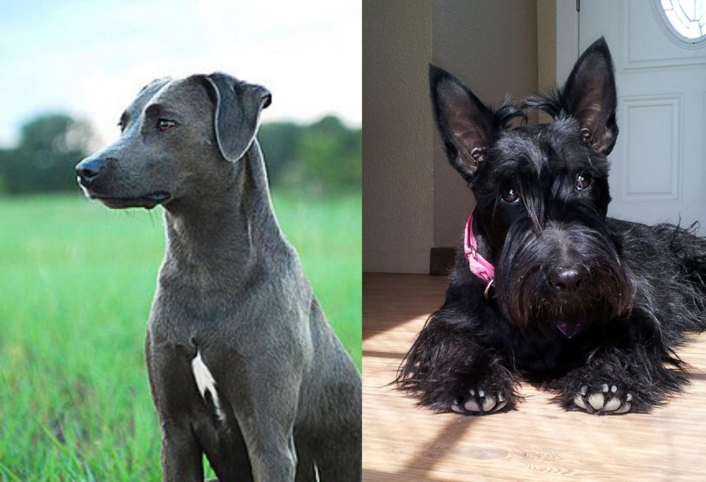 Scottish Terrier vs Blue Lacy - Breed Comparison
