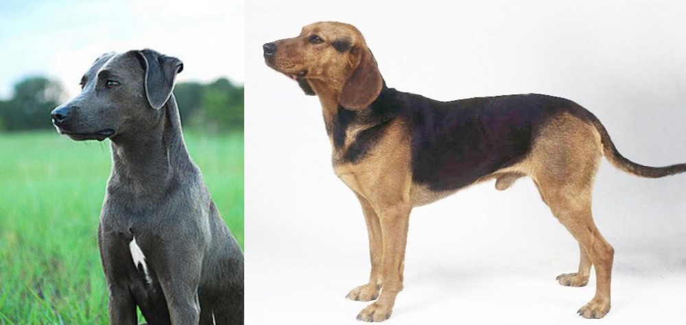 Serbian Hound vs Blue Lacy - Breed Comparison
