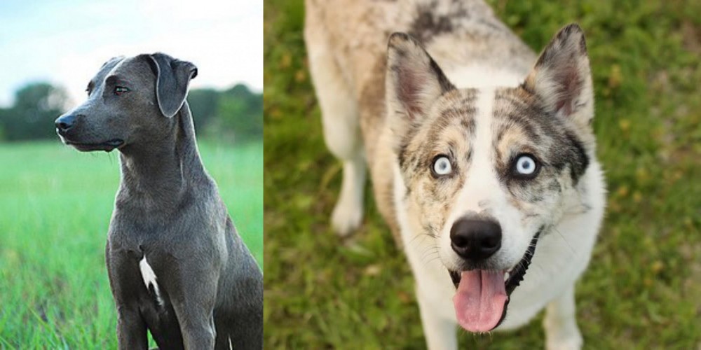 Shepherd Husky vs Blue Lacy - Breed Comparison
