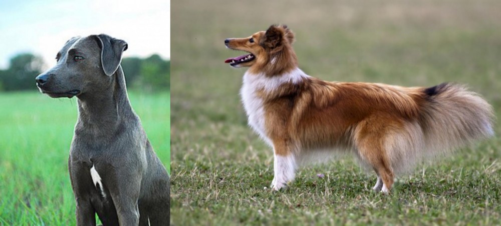 Shetland Sheepdog vs Blue Lacy - Breed Comparison