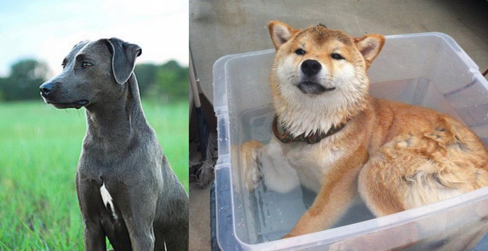Shiba Inu vs Blue Lacy - Breed Comparison