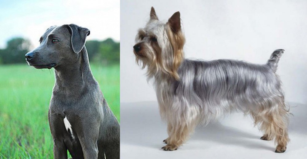 Silky Terrier vs Blue Lacy - Breed Comparison