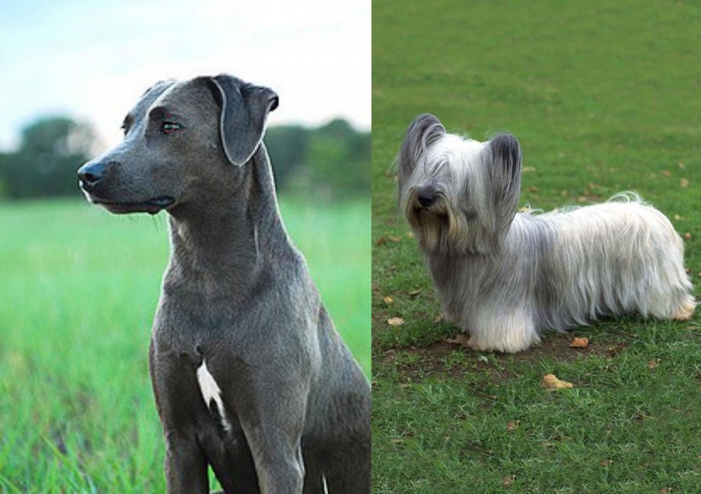 Skye Terrier vs Blue Lacy - Breed Comparison