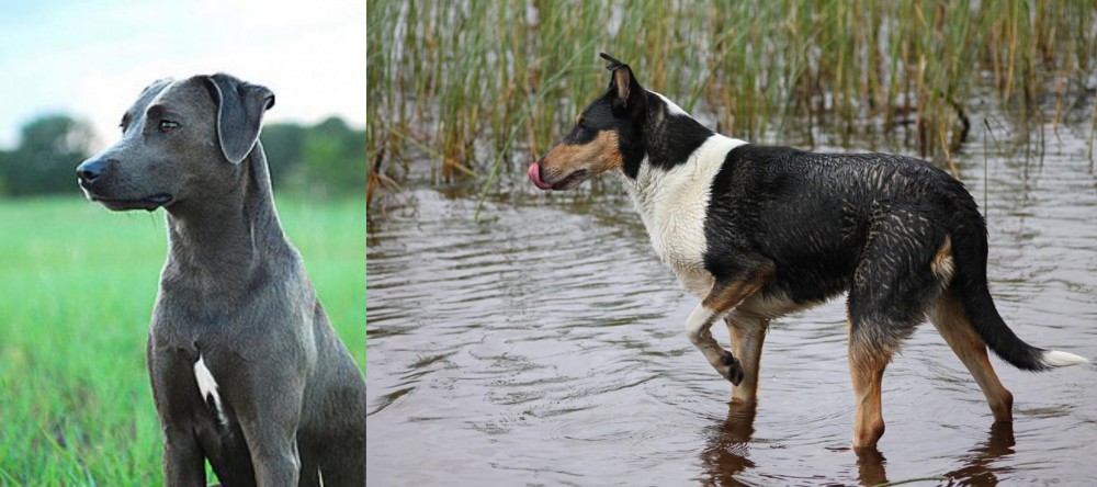 Smooth Collie vs Blue Lacy - Breed Comparison