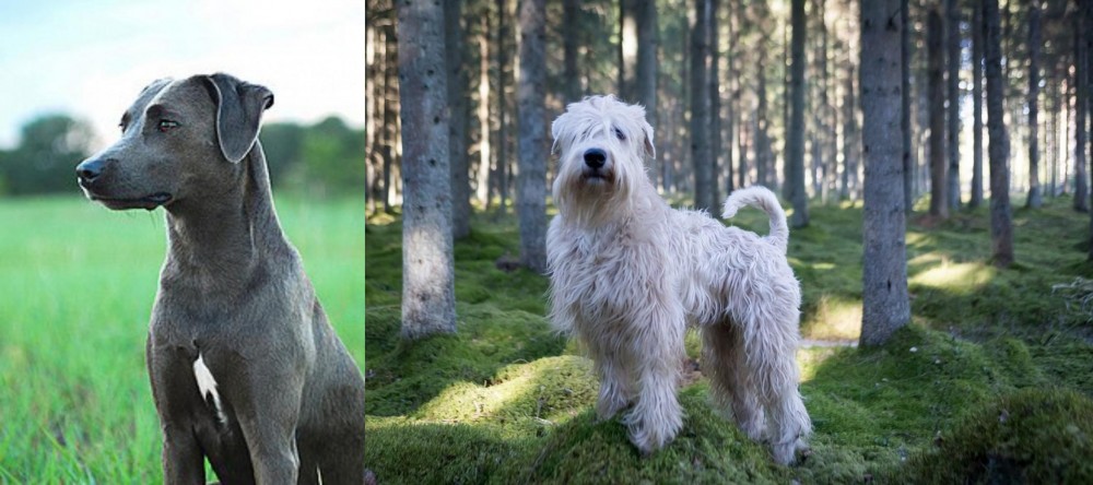 Soft-Coated Wheaten Terrier vs Blue Lacy - Breed Comparison
