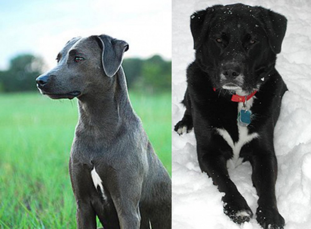 St. John's Water Dog vs Blue Lacy - Breed Comparison