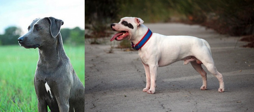 Staffordshire Bull Terrier vs Blue Lacy - Breed Comparison