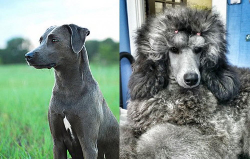 Standard Poodle vs Blue Lacy - Breed Comparison