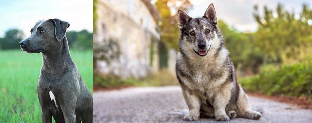 Swedish Vallhund vs Blue Lacy - Breed Comparison