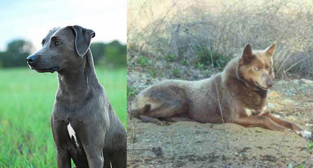 Tahltan Bear Dog vs Blue Lacy - Breed Comparison