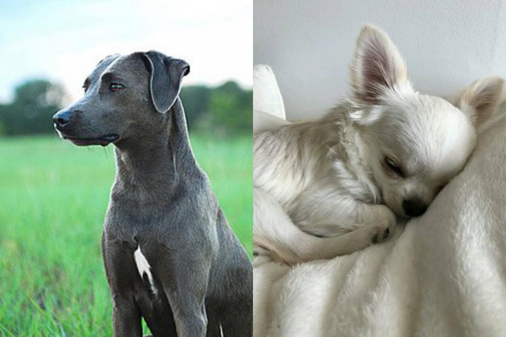 Tea Cup Chihuahua vs Blue Lacy - Breed Comparison