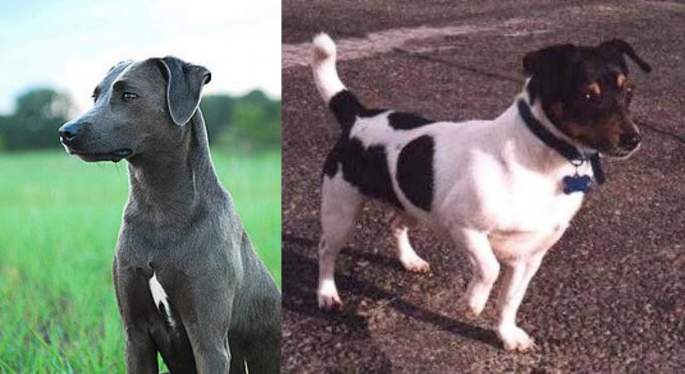 Teddy Roosevelt Terrier vs Blue Lacy - Breed Comparison