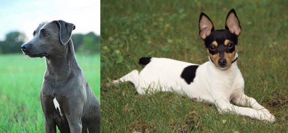 Toy Fox Terrier vs Blue Lacy - Breed Comparison