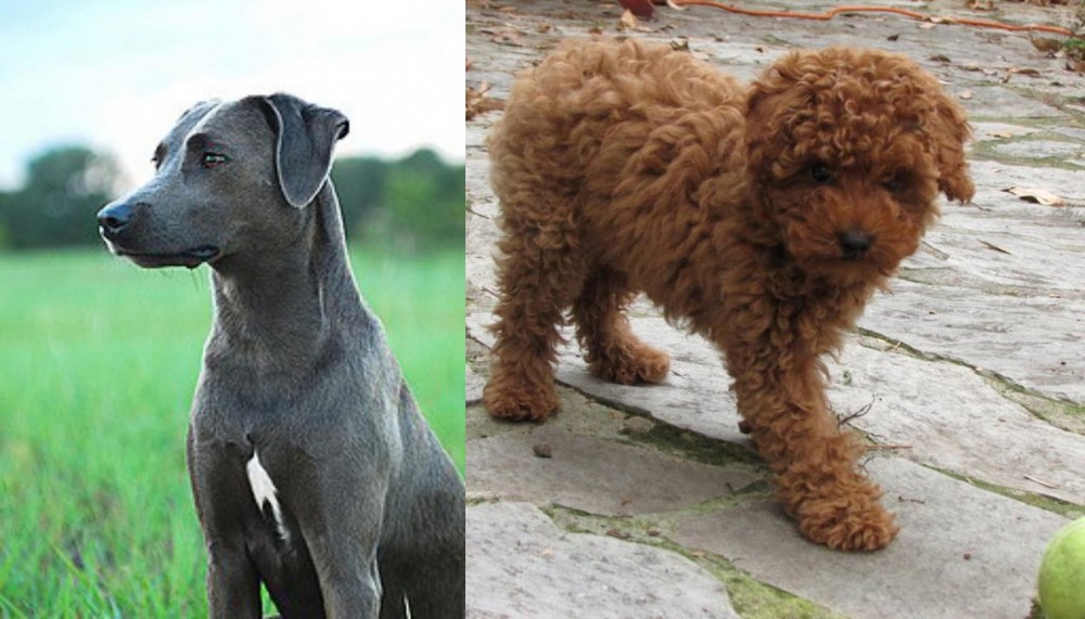 Toy Poodle vs Blue Lacy - Breed Comparison