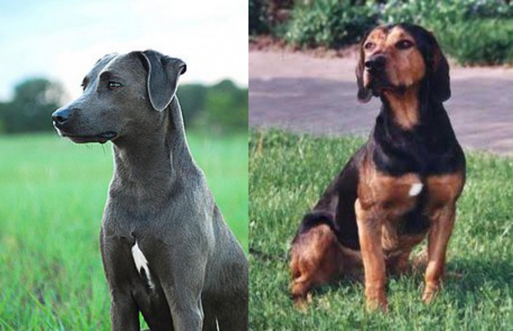 Tyrolean Hound vs Blue Lacy - Breed Comparison