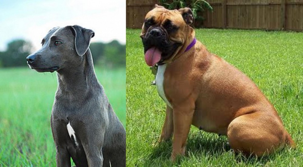 Valley Bulldog vs Blue Lacy - Breed Comparison