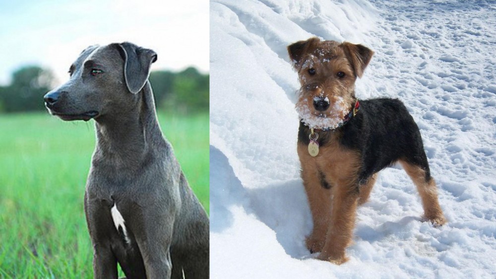 Welsh Terrier vs Blue Lacy - Breed Comparison