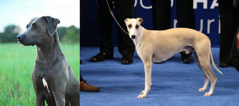 Whippet vs Blue Lacy - Breed Comparison