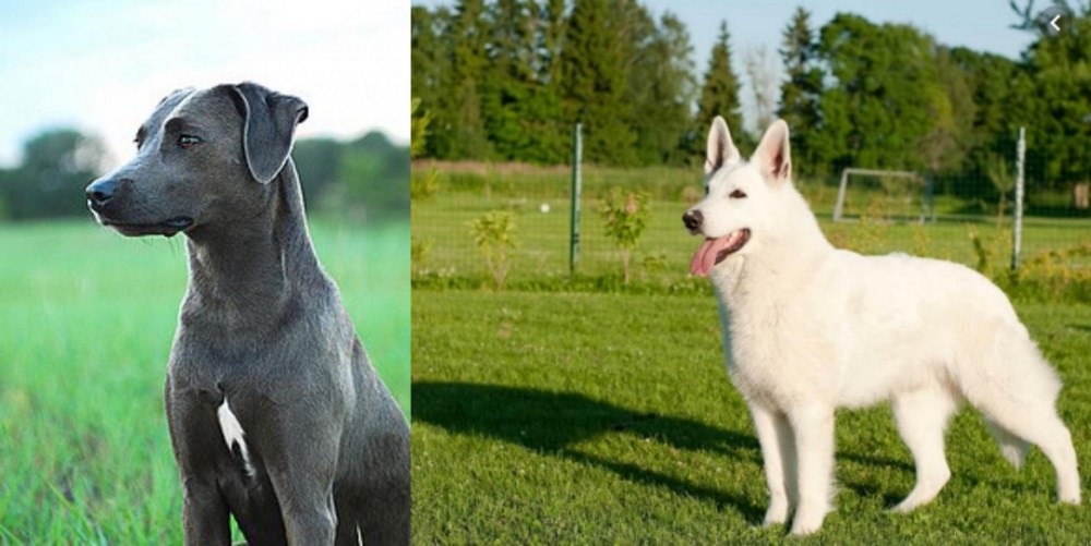 White Shepherd vs Blue Lacy - Breed Comparison