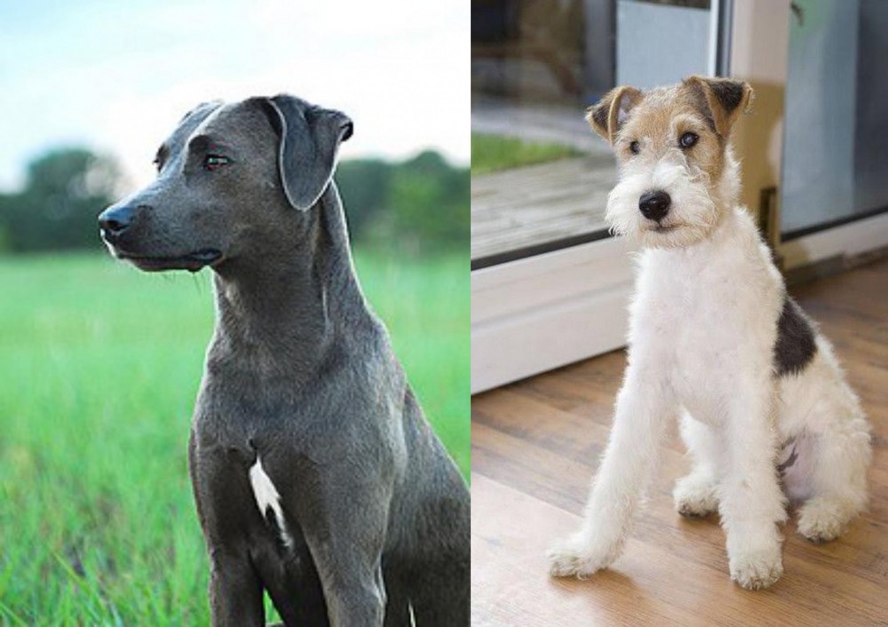 Wire Fox Terrier vs Blue Lacy - Breed Comparison