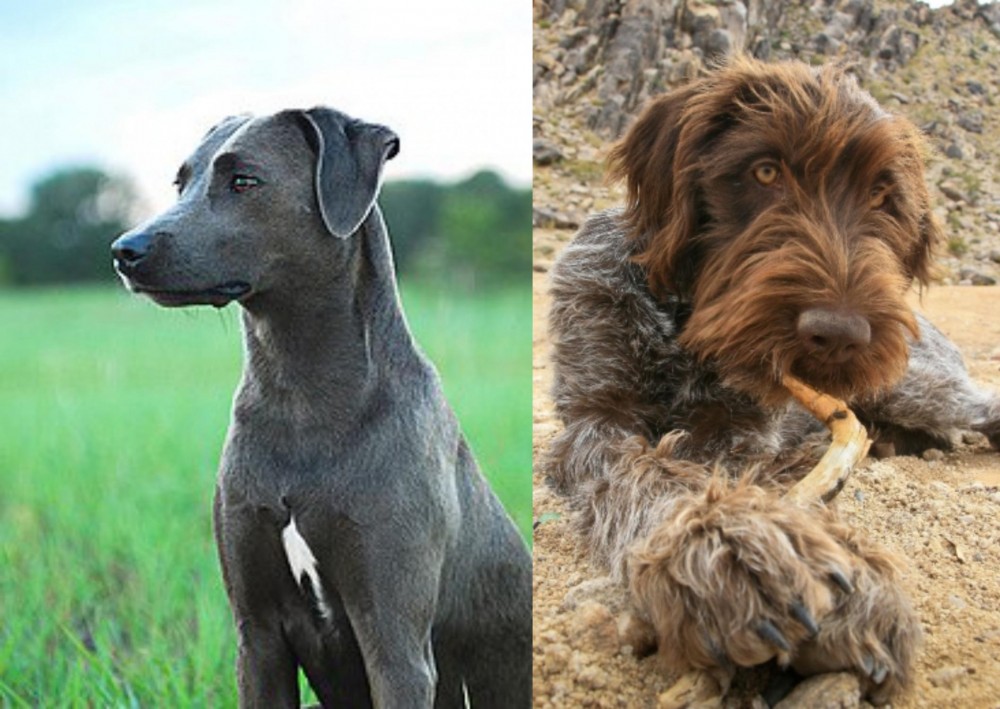 Wirehaired Pointing Griffon vs Blue Lacy - Breed Comparison