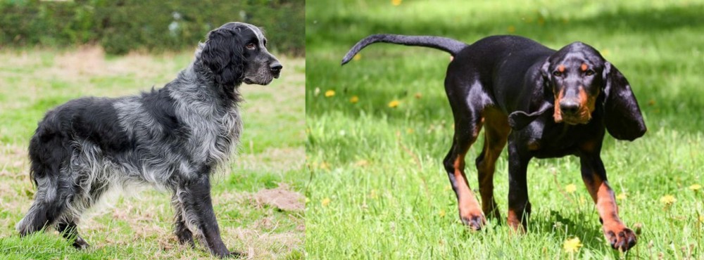 Black and Tan Coonhound vs Blue Picardy Spaniel - Breed Comparison